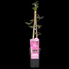 Waldrebe Clematis Ville de Lyon 60-80 cm Kletterpflanze Produktbild-Vorschau 3