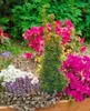Taxus baccata, Europäische Eibe, immergrün, 40–60 cm Produktbild-Vorschau 12