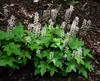 Stauden Gänge 3 x Tiarella wherryi - Schaumblüte - Der Produktbild-Vorschau 6