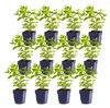 Green boutiQ - Stauden - Nepeta sib. Wild Orchid - Produktbild-Vorschau 2