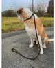 Ringleine für Hunde braun Hundeleine Leine Showleine Produktbild-Vorschau 4