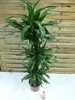 [Palmenlager] - XL Dracaena de. Warneckei 150 cm - 3er Tuff Produktbild-Vorschau 3