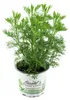 Enseleits Cola-Strauch, Cola-Kraut, Artemisia abrotanum Produktbild-Vorschau 1