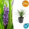 Liriope muscari 'Big Blue' – 24 Pflanzen – Immergrüner Produktbild-Vorschau 6