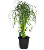 BALDUR Garten 1x Zyperngras - Cyperus Alternifolius ca. Produktbild-Vorschau 2