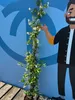 A potted climbing plant with white flowers is shown against a blue wall with a cartoon character illustration. Náhled obrázku produktu