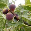 A close-up view of ripe figs on a tree branch, surrounded by green leaves. Produktbild-Vorschau
