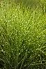 Stauden Gänge 5 x Miscanthus sinensis 'Strictus' im 1 Liter Produktbild-Vorschau 7