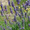 6 x provensálsky levanduľa  - Lavandula intermedia 'Grosso' Náhľad obrázku produktu 1