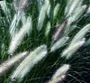 Stauden Gänge 1 x Pennisetum alopecuroides 'Foxtrot' im 1 Produktbild-Vorschau 3