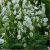 Plants by Frank | 24 Balkan-Storchschnabel 'White Ness' Produktbild-Vorschau 2