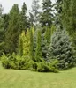 Granulaire meststof voor naaldbomen en sierbomen, Agrecol, Productafbeelding-voorbeeld 4