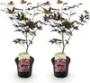 Green boutiQ - Terrasplant - Japanse Esdoorn - Acer Voir les images du produit 1