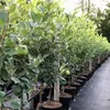A row of potted apple trees with green apples on them, lined up outdoors. Produktbild-Vorschau