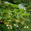 A close-up view of a tree branch with green leaves and small yellow flowers. Produktbild-Vorschau