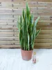 [Palmenlager] XL Sansevieria "laurentii" 100 cm - 24 cm Ø Produktbild-Vorschau 2