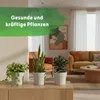 LENI Hydrokultur Komplett-Set mit Blumentopf Kulturtopf Produktbild-Vorschau 8