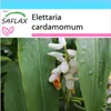 SAFLAX Darčeková sada - kardamóm - Elettaria cardamomum - Náhľad obrázku produktu 9