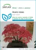 SAFLAX  - Acero rosso  - 20 semi - Acer Anteprima dell’immagine prodotto 1