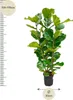 Ficus lyrata - figa skrzypcowa - ro?lina soliterowa - ok. Podgląd zdjęcia produktu 2
