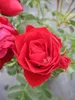 Rosa Manora ® - Beetrose Manora ® - Tantau Rose Produktbild-Vorschau 1
