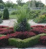 Thunberg-Berberitze ´ATROPURPUREA NANA´ 20-30 cm, Cont. 1,4 Produktbild-Vorschau 5