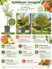 Pommier 'Jonagold' : 100-120 cm – *Malus domestica*, pomme Voir les images du produit 2