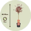 A potted Japanese Maple tree with a tag, shown with size indicators. Podgląd zdjęcia produktu
