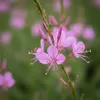 3x Gaura l. Siskiyou Pink P9H20 Produktbild-Vorschau 4