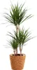 Dracaena Marginata, pianta da appartamento, Ø21cm, altezza Anteprima dell’immagine prodotto 1