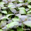 Kräutersamenpaket - 22 kulinarische Arten- Organifer Produktbild-Vorschau 8