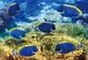 3 D Ansichtskarte Doktorfische, Fische Meerstiere Ozean Produktbild-Vorschau 1