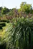 Stauden Gänge 1 x Miscanthus sinensis 'Ferner Osten' im 1 Produktbild-Vorschau 6