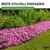 Blaukissen Rosa-rot Samen - Aubrieta deltoides - Produktbild-Vorschau 6