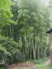 Bambù gigante Moso (Phyllostachys edulis)  - 20 semi Anteprima dell’immagine prodotto 3
