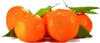 Citrus sinensis Navelina - pravý pomeranč - pomeranč - Náhled obrázku produktu 1
