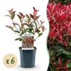 Photinia fraseri Carré Rouge - zestaw 6 roslin do Podgląd zdjęcia produktu 2
