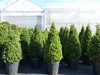 2 Stück Ilex crenata Caroline Upright Pyramide 130 - 150 cm Produktbild-Vorschau 3