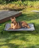 A dog is lying on an elevated outdoor pet bed in a grassy yard next to a wooden deck. Anteprima dell’immagine prodotto