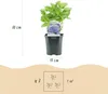GreenboutiQ - Hortensie - Hydrangea macrophylla Tricolour - Produktbild-Vorschau 4
