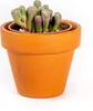 Gardners Lithops mix, priemer 6 cm Náhľad obrázku produktu 3