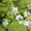 2 x  jasmín vonný  - Philadelphus coronarius 'Aureus'  | Náhled obrázku produktu 1