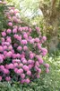 Rhododendron INKARHO®, rosa Dufthecke, 40–50 cm Produktbild-Vorschau 2