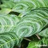 Calathea, tekuté hnojivo, 1 L – vzťah živín NPK: 2-1-8 – Náhľad obrázku produktu 8
