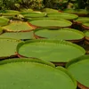 Nénuphar de Victoria (Victoria amazonica)  - 3 graines Voir les images du produit 1