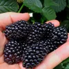A hand holding several ripe blackberries. Produktbild-Vorschau