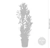 Bloomique - Zestaw 2 sztuk - Laurus Nobilis - Wawrzyn Podgląd zdjęcia produktu 3