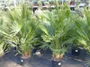 Palme 150 - 180 cm Zwergpalme Chamaerops Humilis, Produktbild-Vorschau 6