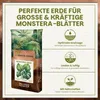 Green Home Monstera Erde 72L – Premium Substrat für Produktbild-Vorschau 2