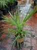 Winterharte Zwergpalme 30-35 cm Chamaerops humilis Eine der Produktbild-Vorschau 3